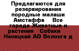 Предлагаются для резервирования породные малаши Амстаффа  - Все города Животные и растения » Собаки   . Ненецкий АО,Волонга д.